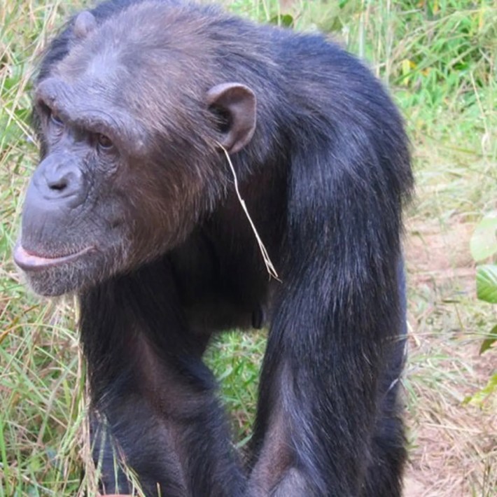 a chimp named Julie walking with a blade of grass in her ear