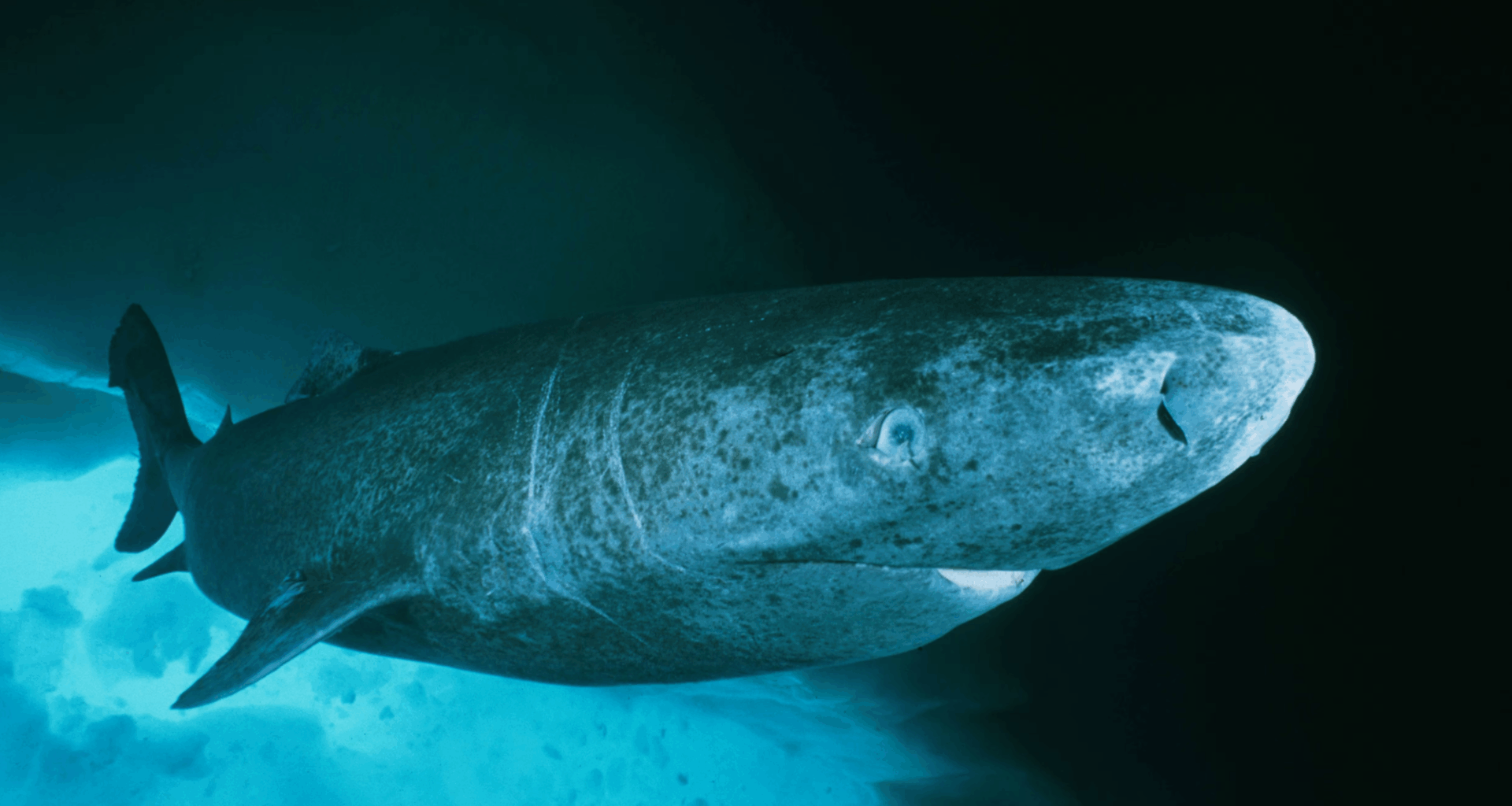 Greenland sharks may hold key to humans living for centuries