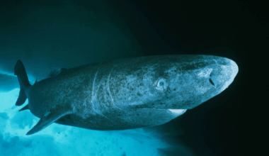 Greenland sharks may hold key to humans living for centuries