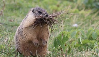 Kamloops woman's 24-hour ordeal getting a marmot out of her car engine | iNFOnews