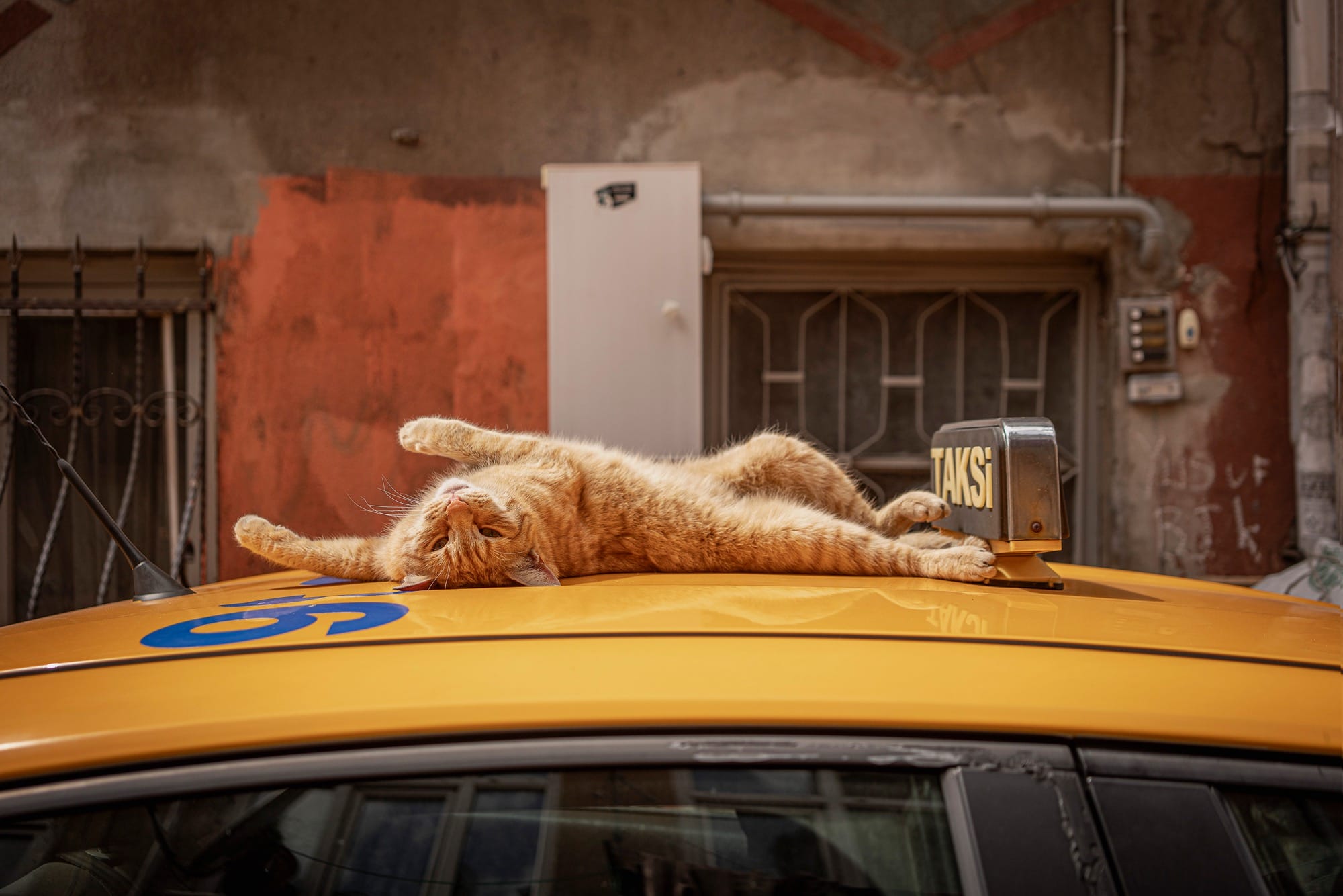 a cat stretches on the top of a yellow taxi