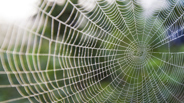 spider web