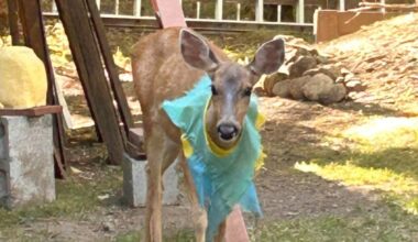 Bright blue vest not a good fit for deer, says WA wildlife agency – KIRO 7 News Seattle