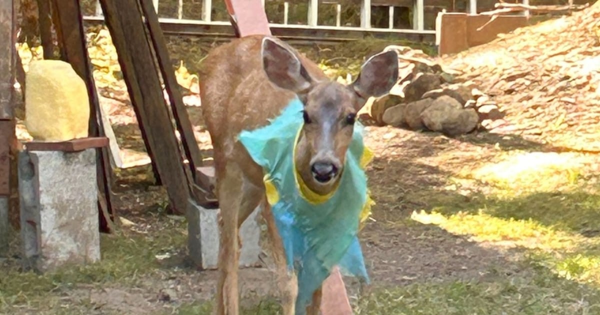 Bright blue vest not a good fit for deer, says WA wildlife agency – KIRO 7 News Seattle