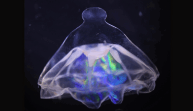 A jellyfish with a strange knob on it's umbrella-like bell structure.