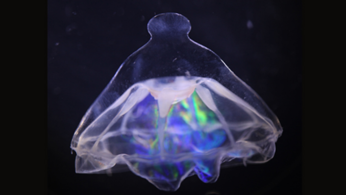 A jellyfish with a strange knob on it's umbrella-like bell structure.
