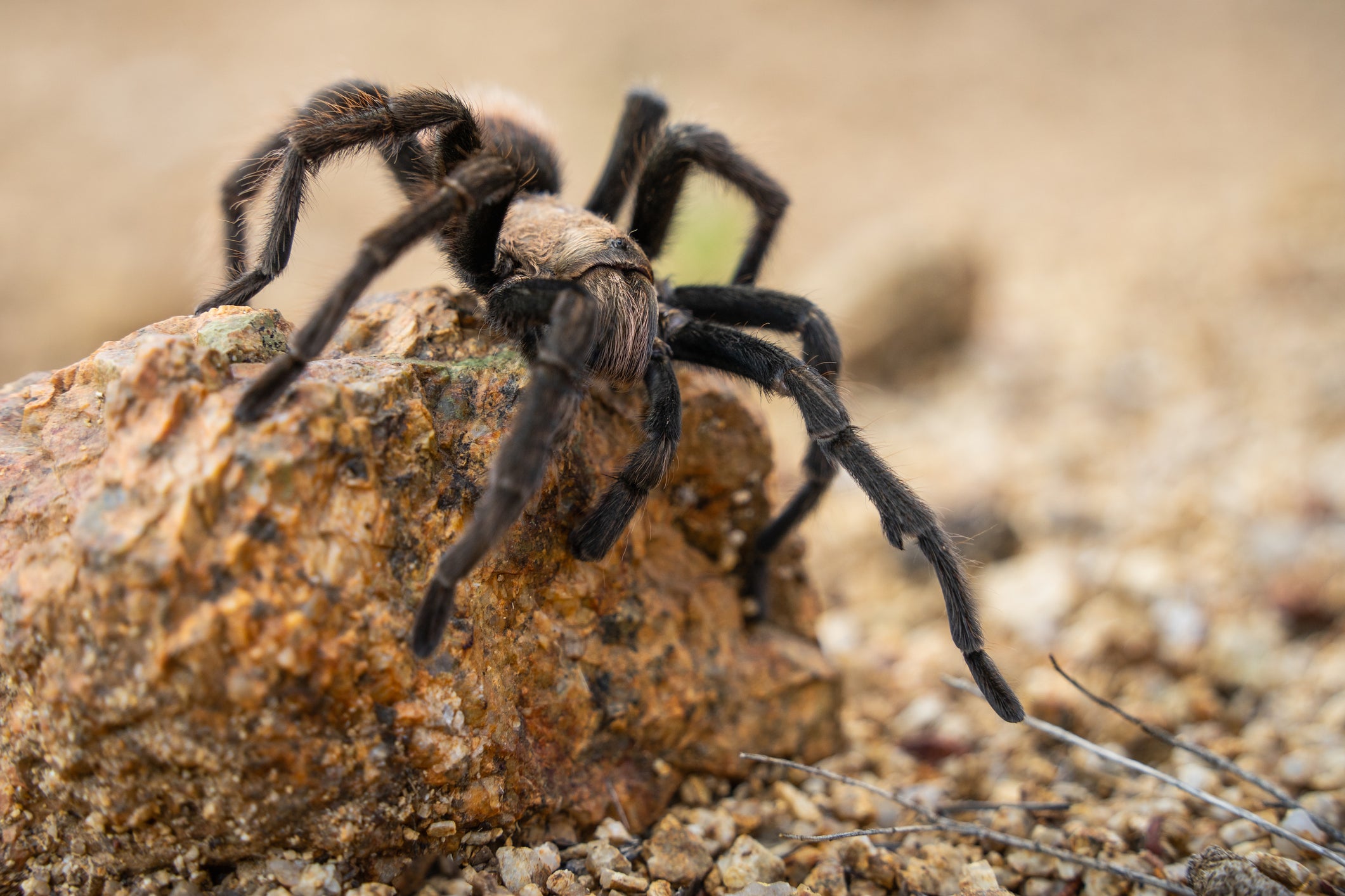 Tens of thousands of tarantulas are expected to come out of their burrows, searching for a mate in the coming months
