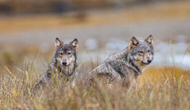 ‘Brutal B.C. Souvenir Shop’ in Victoria takes aim at controversial wolf cull