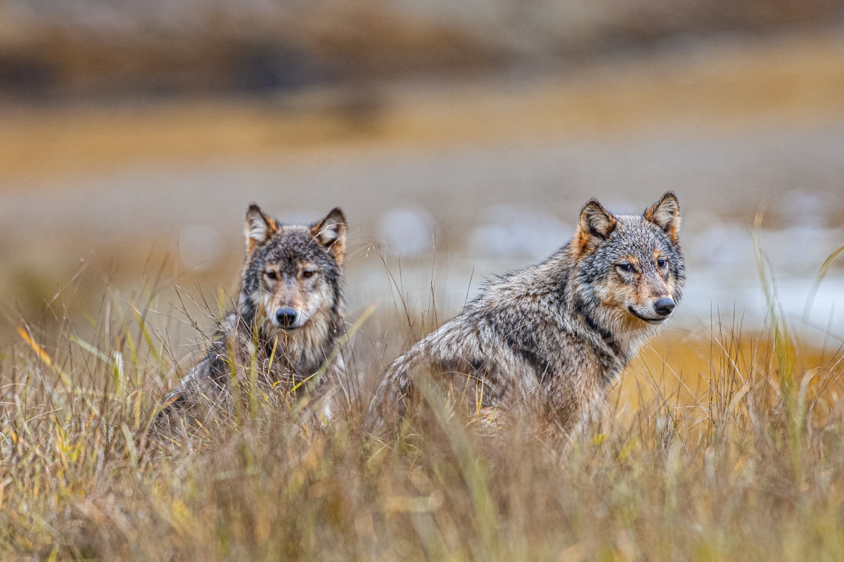 ‘Brutal B.C. Souvenir Shop’ in Victoria takes aim at controversial wolf cull