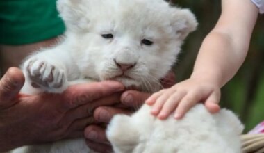This restaurant in China lets you cuddle with baby lion, accused of exploitation