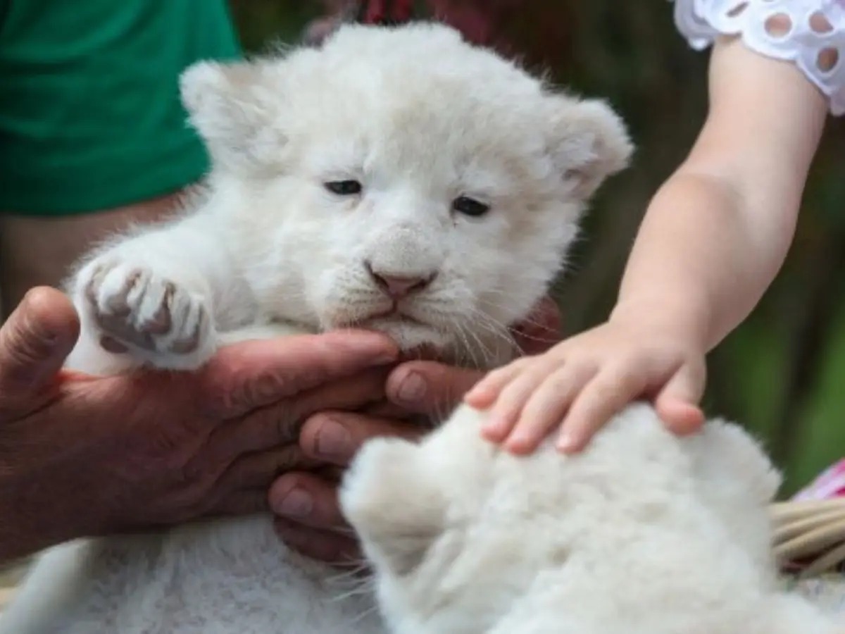 This restaurant in China lets you cuddle with baby lion, accused of exploitation