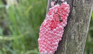 If you see these pink clusters in Florida, crush them. They are...