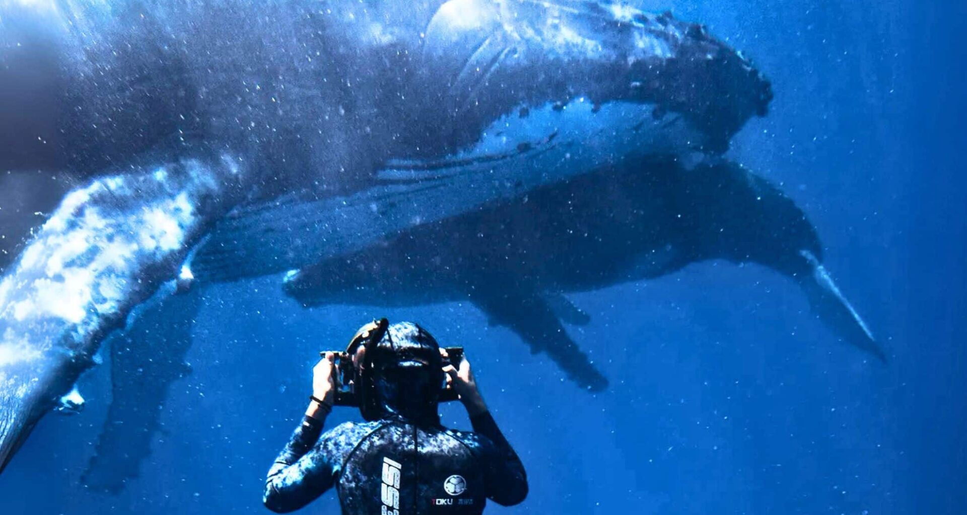 Jono Allen Dives Deep Beneath The Ocean's Depths To Photograph A Whale Up Close
