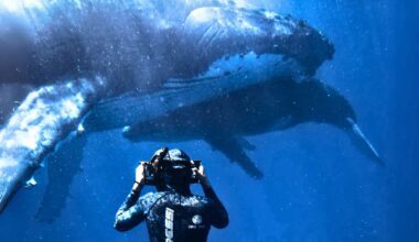 Jono Allen Dives Deep Beneath The Ocean's Depths To Photograph A Whale Up Close