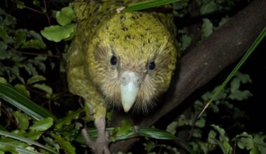 How a large, flightless parrot rebounded from the verge of extinction