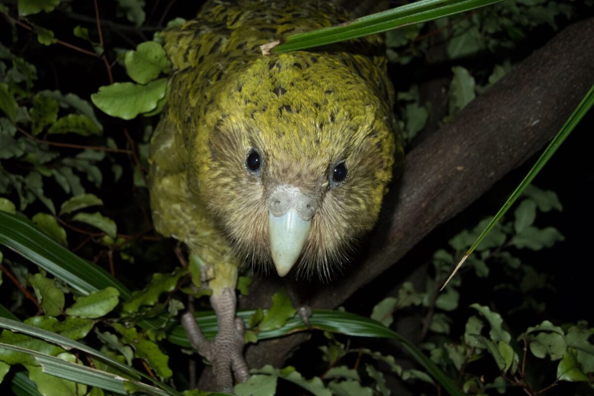 How a large, flightless parrot rebounded from the verge of extinction