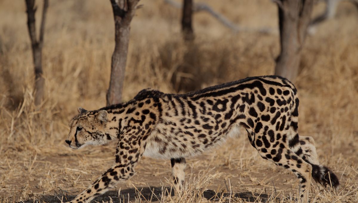 “King Cheetah”: How Did These Rare Big Cats Get Their Unusual Coat Pattern?