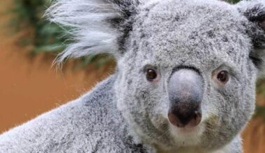 Koala born at Ouwehands zoo; First for the Netherlands