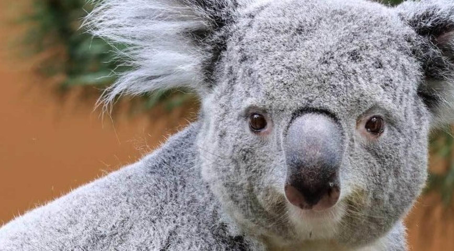 Koala born at Ouwehands zoo; First for the Netherlands