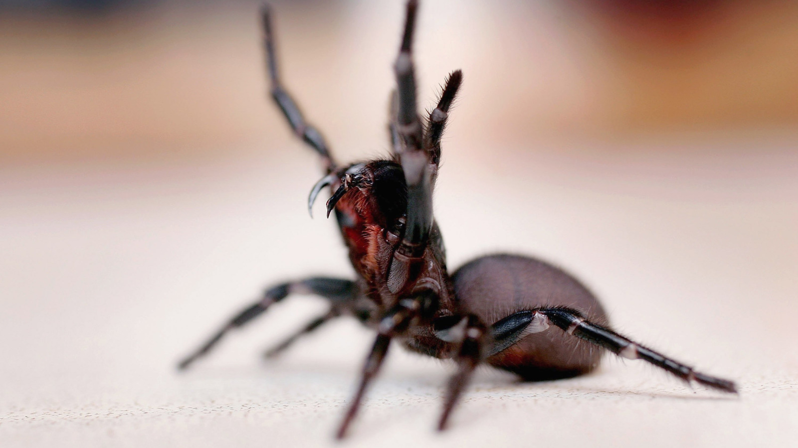 The 'World's Deadliest Spider' Is Only Found In One Country In The World