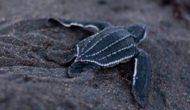 Leatherback Hatchlings at Brighton Bay, St Vincent