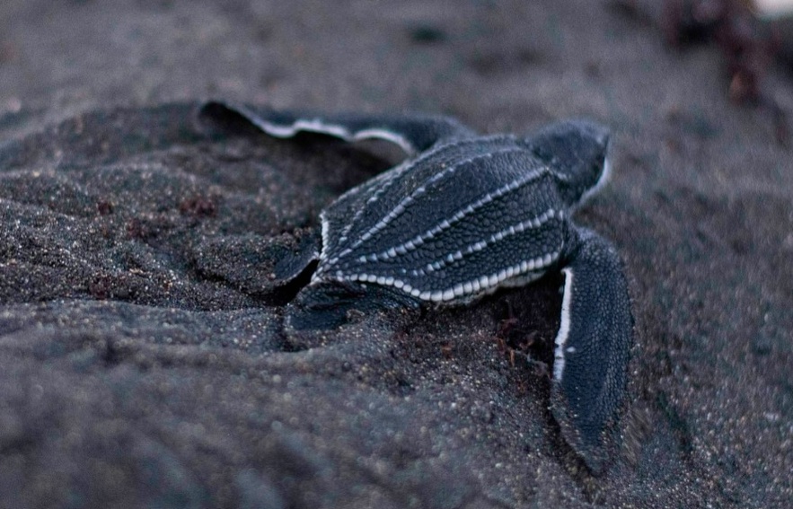 Leatherback Hatchlings at Brighton Bay, St Vincent