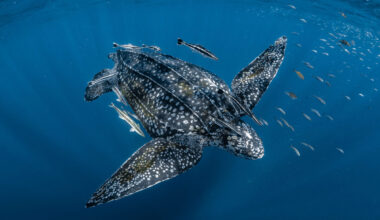 A leatherback turtle (Dermochelys coriacea).
