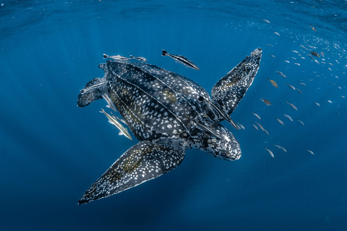 A leatherback turtle (Dermochelys coriacea).