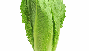 Romaine Lettuce