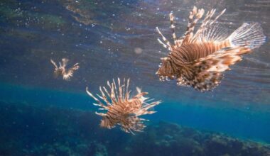 Poisonous lionfish spotted in Kornati for the first time: Experts warn caution