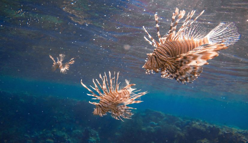 Lionfish