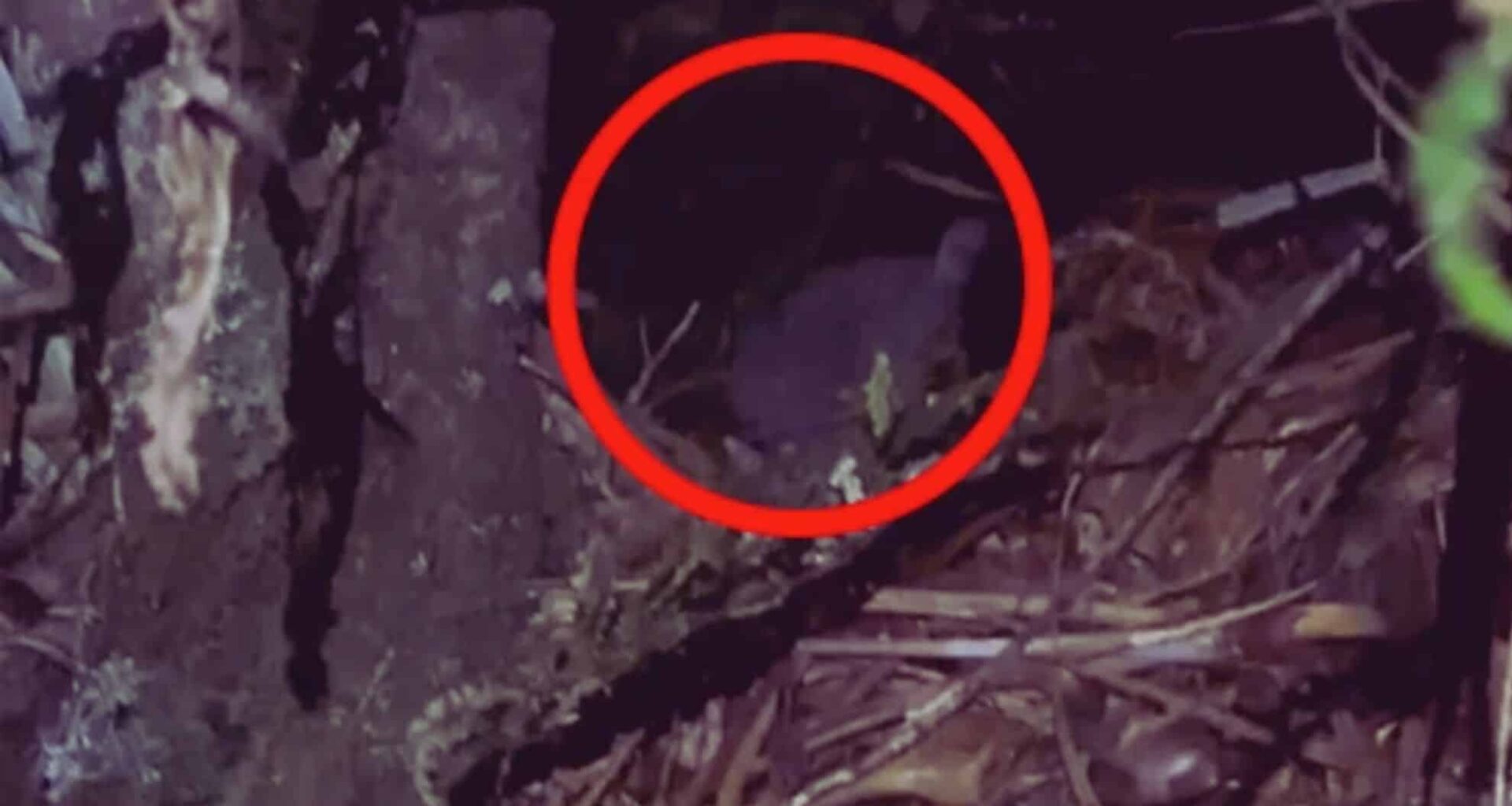 Lost Species Reemerges After Almost Half A Century In The Wilderness, Caught On Rare Footage