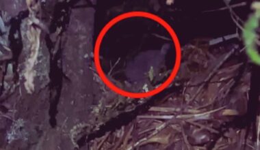 Lost Species Reemerges After Almost Half A Century In The Wilderness, Caught On Rare Footage