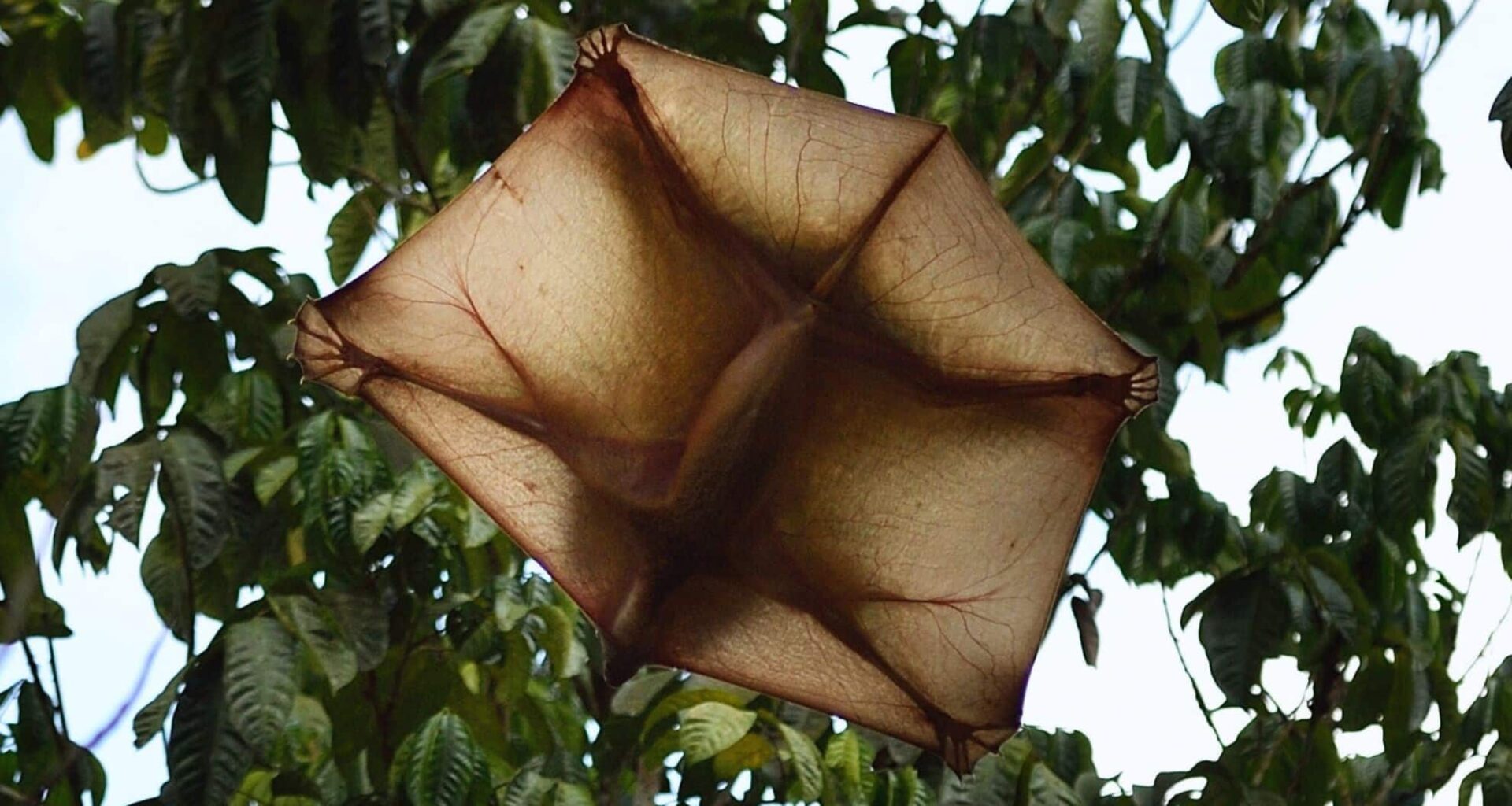 Meet The Colugo The Flying Lemur That Doesn't Fly And Isn't A Lemur