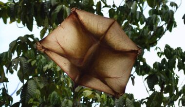 Meet The Colugo The Flying Lemur That Doesn't Fly And Isn't A Lemur