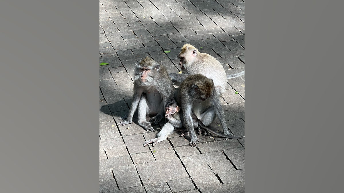 Monkeys are seen in Bali, Indonesia.