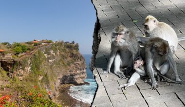 Bali monkeys reportedly steal tourists' valuables in exchange for food rewards