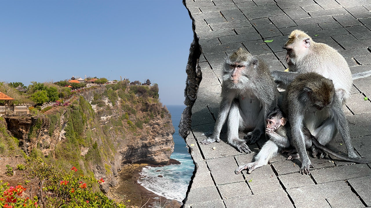 Bali monkeys reportedly steal tourists' valuables in exchange for food rewards