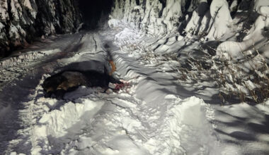 Hunters Turn In Trophy Moose Poacher in Idaho