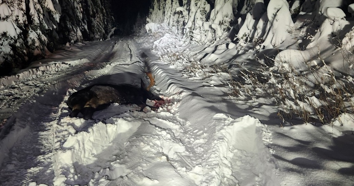 Hunters Turn In Trophy Moose Poacher in Idaho