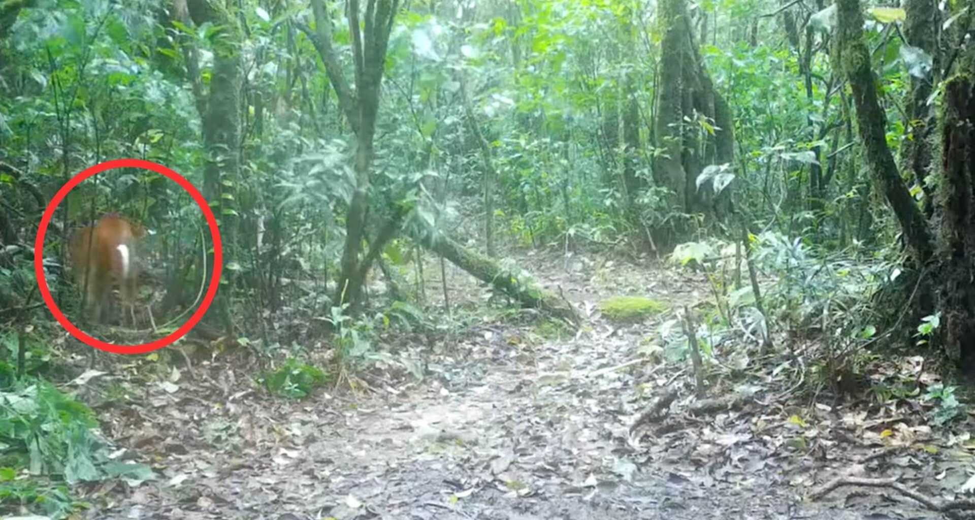 Mythical Asian Creature Captured On Camera For The First Time In Thailand’s Wilderness