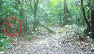 Mythical Asian Creature Captured On Camera For The First Time In Thailand’s Wilderness