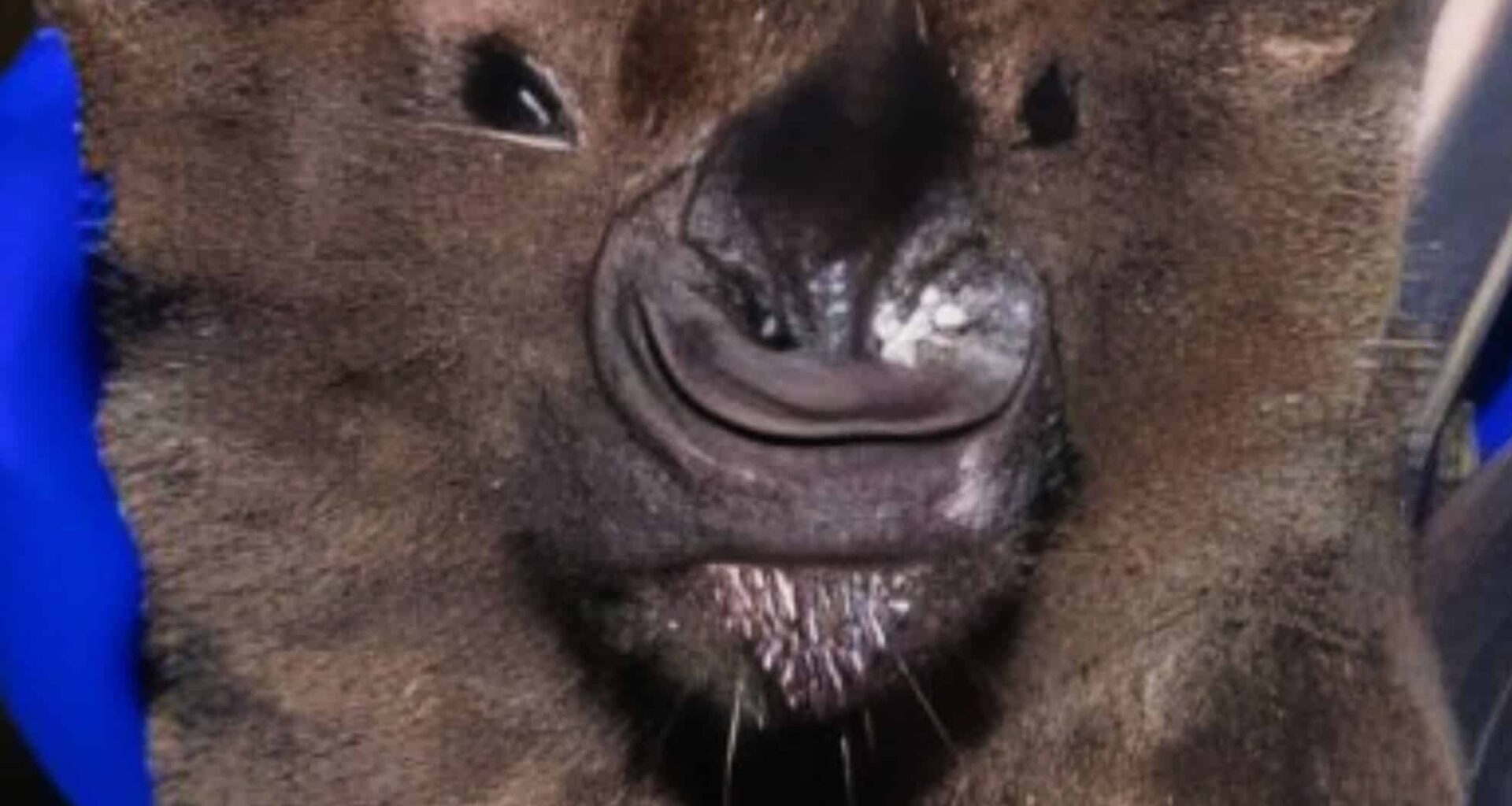 Newly Discovered ‘large’ Furry Creatures Stun Scientists In Mexico’s Jungle