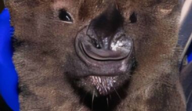 Newly Discovered ‘large’ Furry Creatures Stun Scientists In Mexico’s Jungle