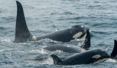 Sailors rescued after orca pod rams into yacht off Spain’s coast - National