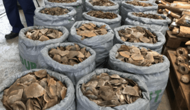 Customs seizes 420kg of pangolin scales in Kano