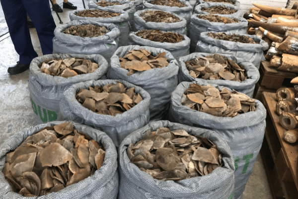 Customs seizes 420kg of pangolin scales in Kano