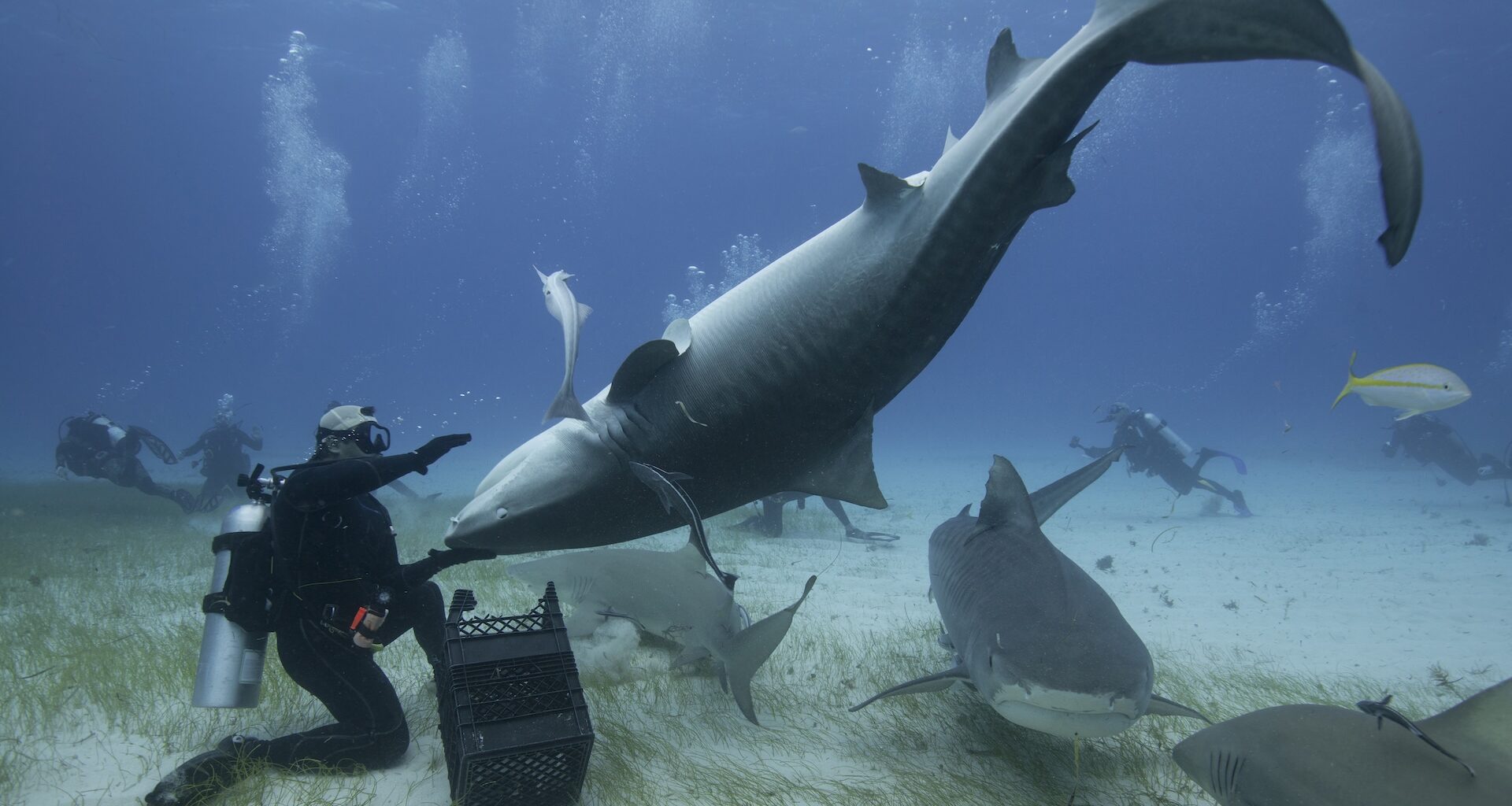 A scuba diver holds a shark upside down underwater as many other smaller sharks and fish swim around