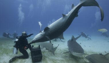 A scuba diver holds a shark upside down underwater as many other smaller sharks and fish swim around
