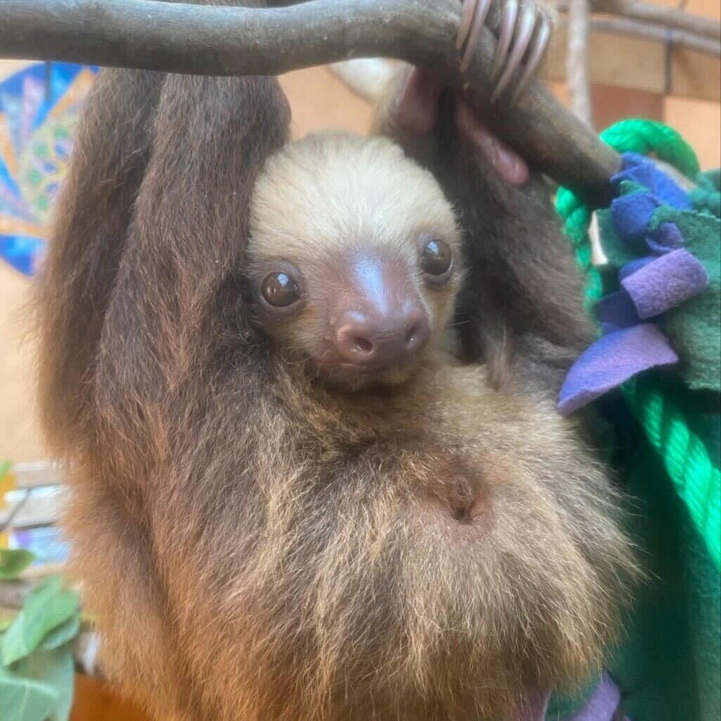 Photo of a baby sloth hanging from a branch
